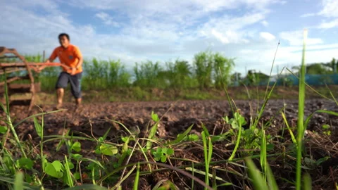 Farmer plowing and working in rice field  Stock Footage 203797363