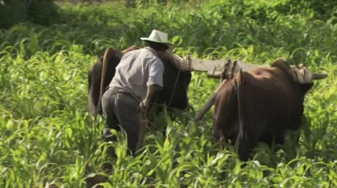 Farmer Plowing A Corn Field with a Team of Oxen 스톡 동영상 19315678