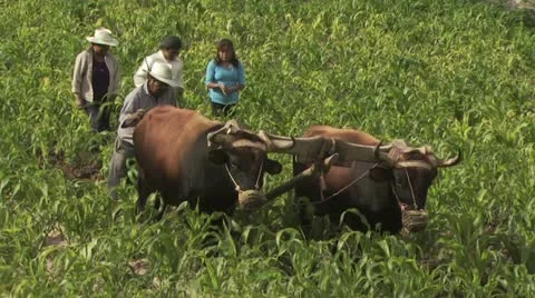 Farmer Plowing A Corn Field with a Team of Oxen 6 Stock-Footage 19316029