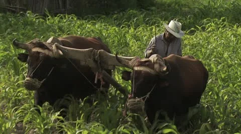 Farmer Plowing A Corn Field with a Team of Oxen 7 스톡 동영상 19316095