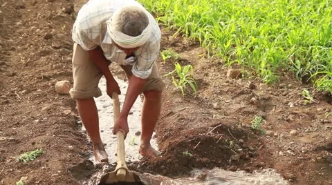 Farmer plowing the field in India Stock-Footage 55864907