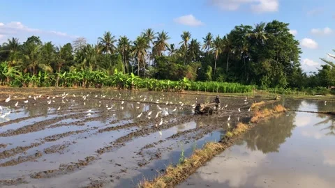 Farmer plowing field with tractor and white herons birds rural agriculture scene Stock Footage 331972553