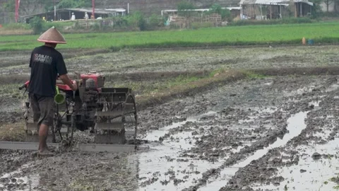 Farmer Plowing Muddy Rice Field with Hand Tractor Stock Footage 343883731