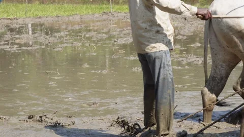Farmer Plowing Paddy Field Stock-Footage 336433461