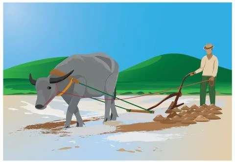 Farmer plowing in paddy field Stock Illustration