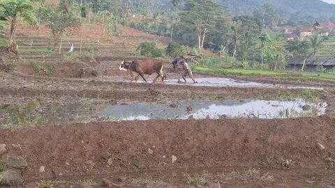 Farmer plowing rice field with oxen in Subang Stock Footage 320160142