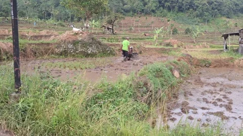 Farmer plowing rice field with tractor in Subang Stock Footage 320161323