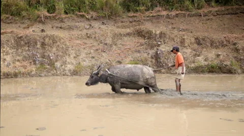 Farmer plowing rice paddy using buffalo. Philippines Stock-Footage 58594128