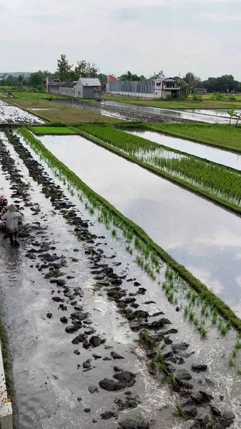 Farmer plowing the ricefields after harvest time was over 스톡 동영상 319472397