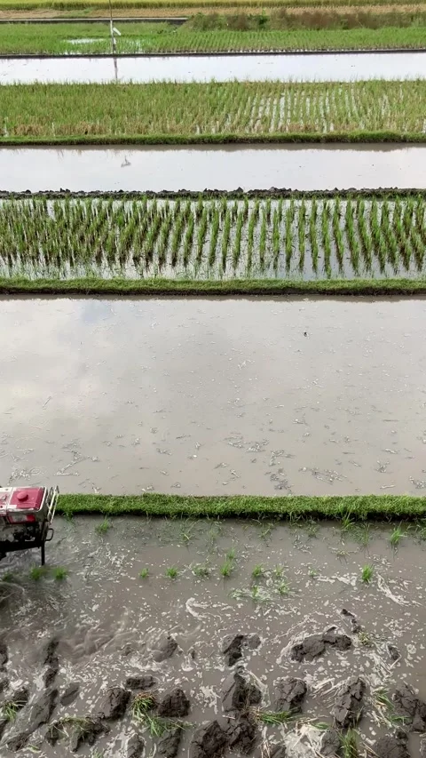 Farmer plowing the ricefields after harvest time was over 스톡 동영상 319512333