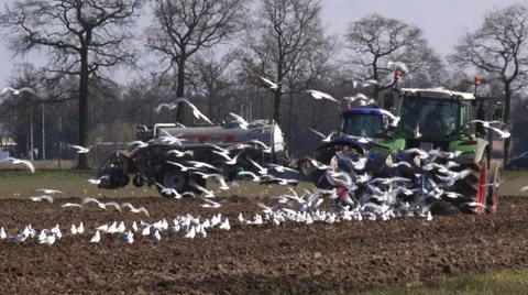 Farmer plows arable field, tractor with manure tank in background. Stock Footage 61347888