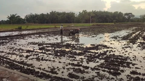 A farmer plows the rice field at sunset Stock Footage 260353318