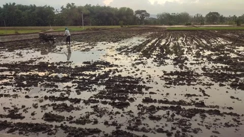 A farmer plows the rice field at sunset Stock Footage 260354628
