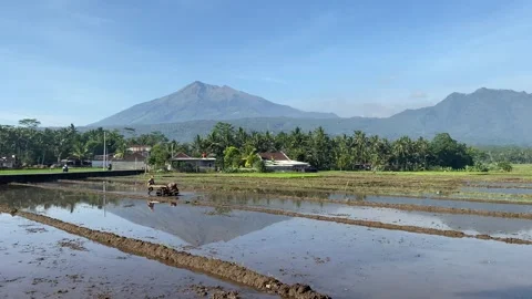 A farmer plows a rice field using a tractor machine with Mount Merbabu Stock Footage 319046442