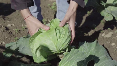 Farmer Plucks Cabbage of Ground Stock-Footage 237613635