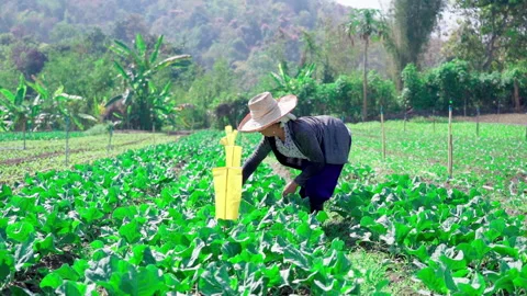 Farmer plucks grass at vegetable plot slow motion side angle Stock-Footage 156066120