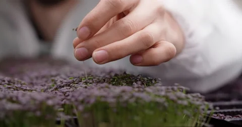 A farmer plucks microgreens from a bed on a vertical farm, growing vitaminized Stock Footage 169387971