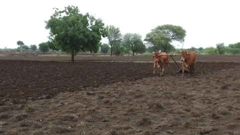 Farmer plugging farm with bullocks traditional way Stock Footage