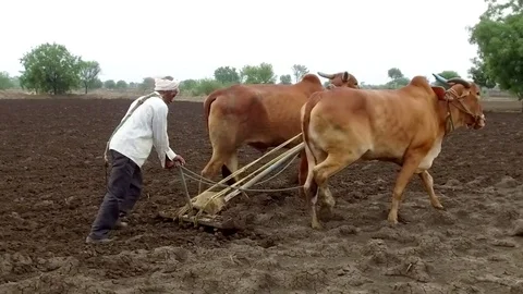 Farmer plugging farm with bullocks traditional way Stock Footage