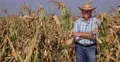 Farmer Portrait Corn Cobs Field Growing Food Plants Successful Agriculturist Man 4k or 4k+ Resolution