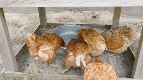 Farmer pouring feed into chicken feeder poultry feeding process Stock Footage 341406124