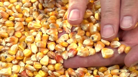 Farmer pours corn grain. Slow motion 240 fps. Video stock 55903100