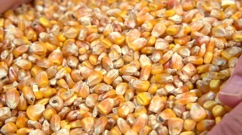 Farmer pours corn grain. Slow motion 240 fps. Video stock 55904052