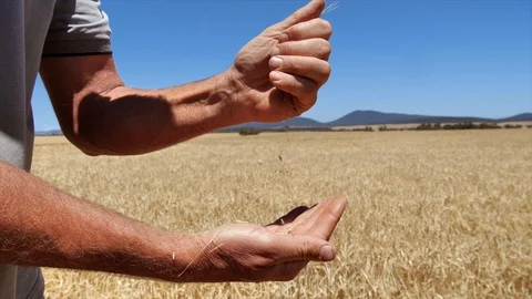 Farmer Pours Grains into His Hand Stock Footage