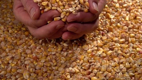 Farmer pours from the hands of corn grain. Stock Footage 70959221