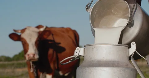 Farmer pours milk into can, in the background of a meadow with a cow Stock Footage 137532222