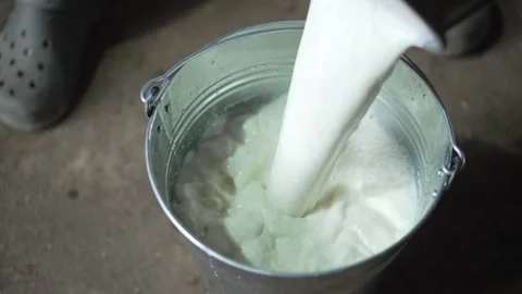 Farmer pours milk into can 스톡 동영상 251817069