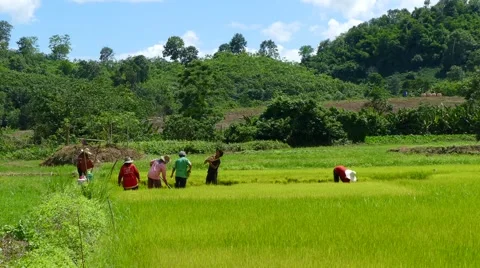 Farmer prepare rice Stock Footage 66245293