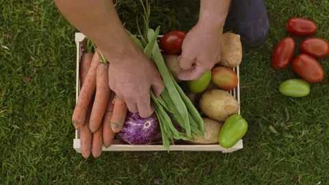 The farmer prepares the box with vegetables full of fresh organic potatoes Stock Footage 201158479