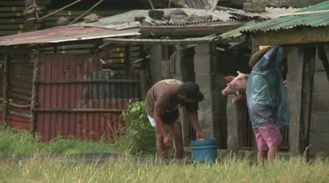 Farmer Prepares For Strong Hurricane Winds Stock Footage 8997038