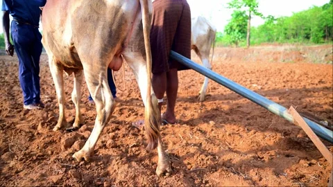 Farmer prepares to till the soil using oxen in rural field Stock Footage 297240258