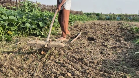 Farmer Preparing Land Using Wooden Rake For Planting Field Work Close Up Shot Stock Footage 342809016