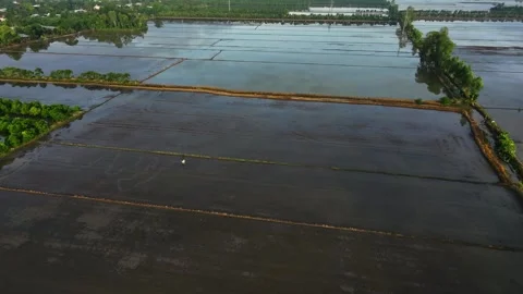 Farmer Preparing Soil In Flooded Rice Field Vidéo 340454916