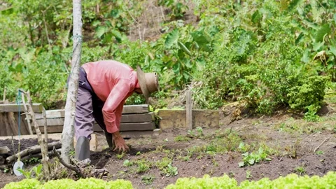 Farmer Preparing the Soil for a New Crop by Removing Weeds and Debris Stock Footage 284249013