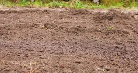 Farmer preparing soil with rake for planting Stock Footage 331984132