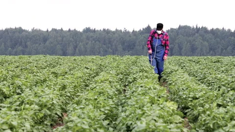 The farmer processes potatoes with a hand sprayer against harmful insects Stock Footage 135023717