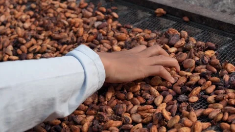 Farmer processing raw cacao seeds, Stock Footage 341103533