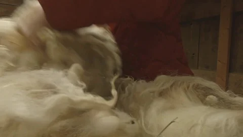 Farmer processing sheep wool in farm Stock Footage 83864710