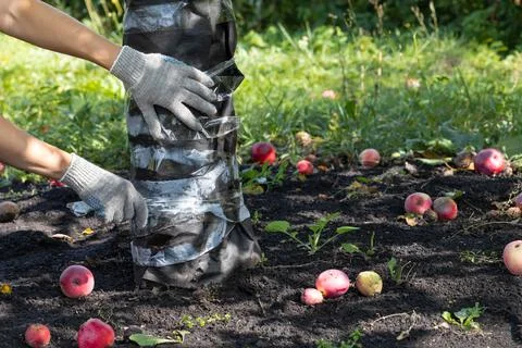 Farmer protecting apple tree trunk from pests Stock Photos