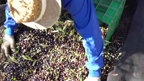 Farmer in protective clothes hard at work during olive harvesting in the coun Stock Footage 165813451