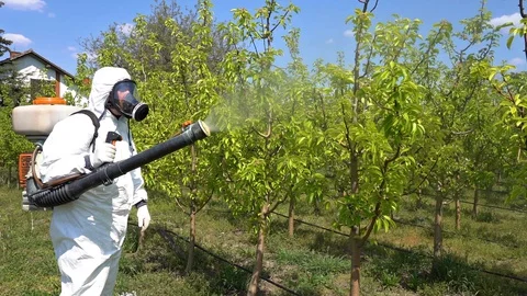 Farmer in Protective Equipment Spraying Fruit Orchard With Atomizer Sprayer Video stock 129624042