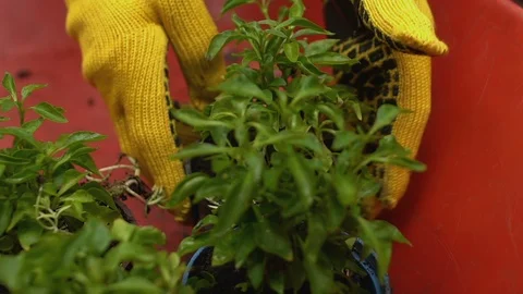 Farmer in protective gloves replacing plants from handcart on hothouse shelves 動画素材 119297239
