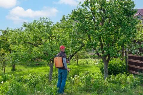 Farmer in protective mask uses a backpack sprayer to treat fruit trees in a.. Stock Photos