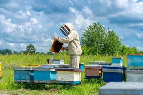 Farmer in protective suit working on the bee field. Worker carring out the be Stock Photos