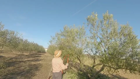 Farmer prunes an olive tree with big pruning shears and straw hat in olive gr Stock Footage 136057825