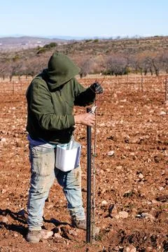 Farmer pruning almond sapling for growth in orchard Stock Photos